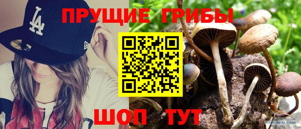Псилоцибиновые грибы ЛСД Сосновый Бор